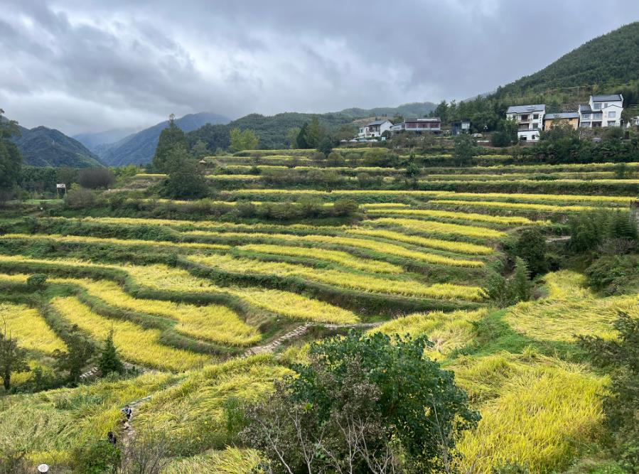 農(nóng)業(yè)農(nóng)村部：加快推動丘陵山區(qū)農(nóng)機裝備研制應(yīng)用